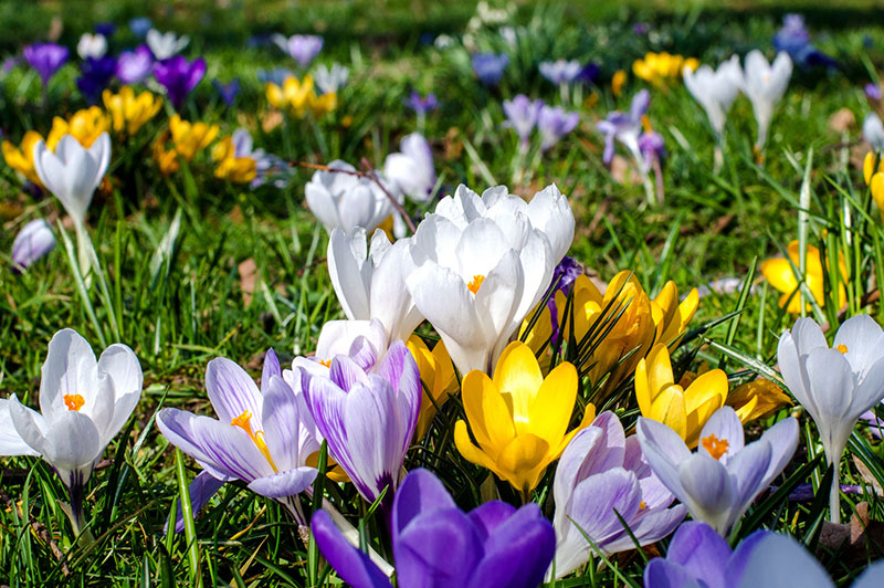 Frühlingserwachen