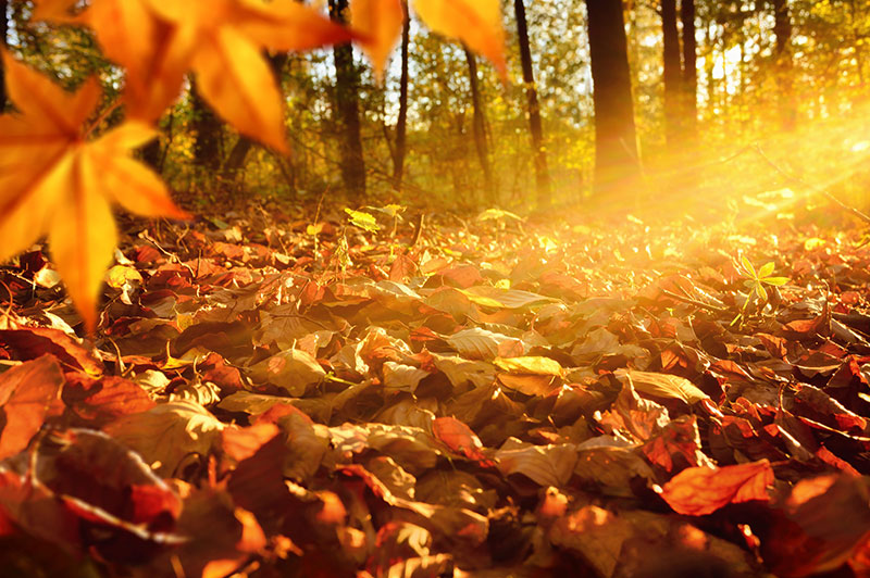 Herbstschmankerl